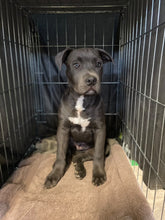 Load image into Gallery viewer, Spay/Neuter Sponsor