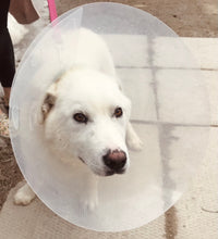 Load image into Gallery viewer, Spay/Neuter Sponsor