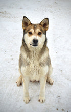 Load image into Gallery viewer, Spay/Neuter Sponsor