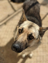 Load image into Gallery viewer, Donations for C.C's FHO Surgery