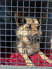 Load image into Gallery viewer, Donations for C.C's FHO Surgery