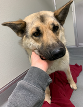 Load image into Gallery viewer, Donations for C.C's FHO Surgery