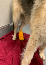 Load image into Gallery viewer, Donations for C.C's FHO Surgery