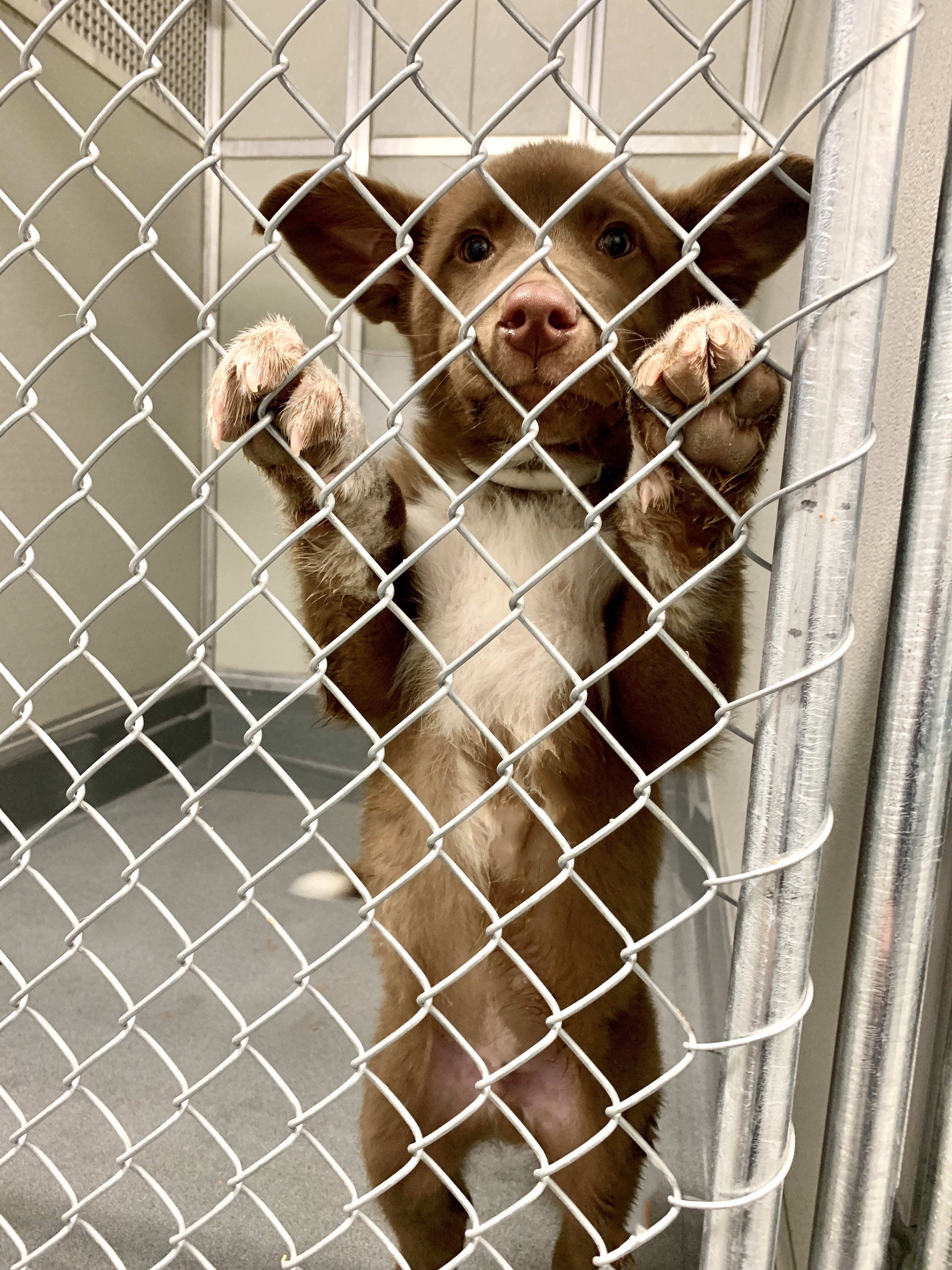 $50 Donation – The Wild North Dog Rescue
